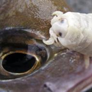 Языковая мокрица: возможно ли заражение человека морским паразитом?